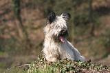 SKYE TERRIER 093